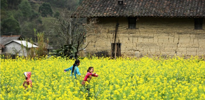 Colorful spring flowers blooming in the hills of Ha Giang
